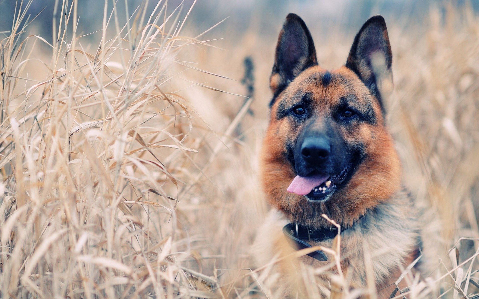 Petwater, víz a kedvenceinknek